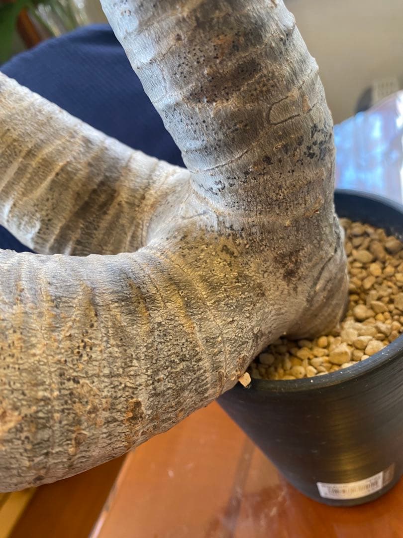 希少マカイエンセ多頭 太くてデカイ現地球 魔界球