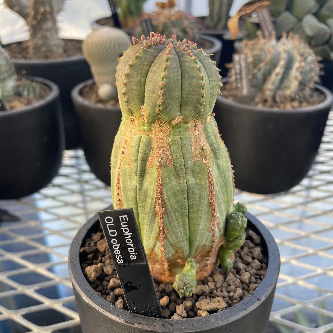 ユーフォルビア オベサ オールド モンスト 3~3.5号プラ鉢