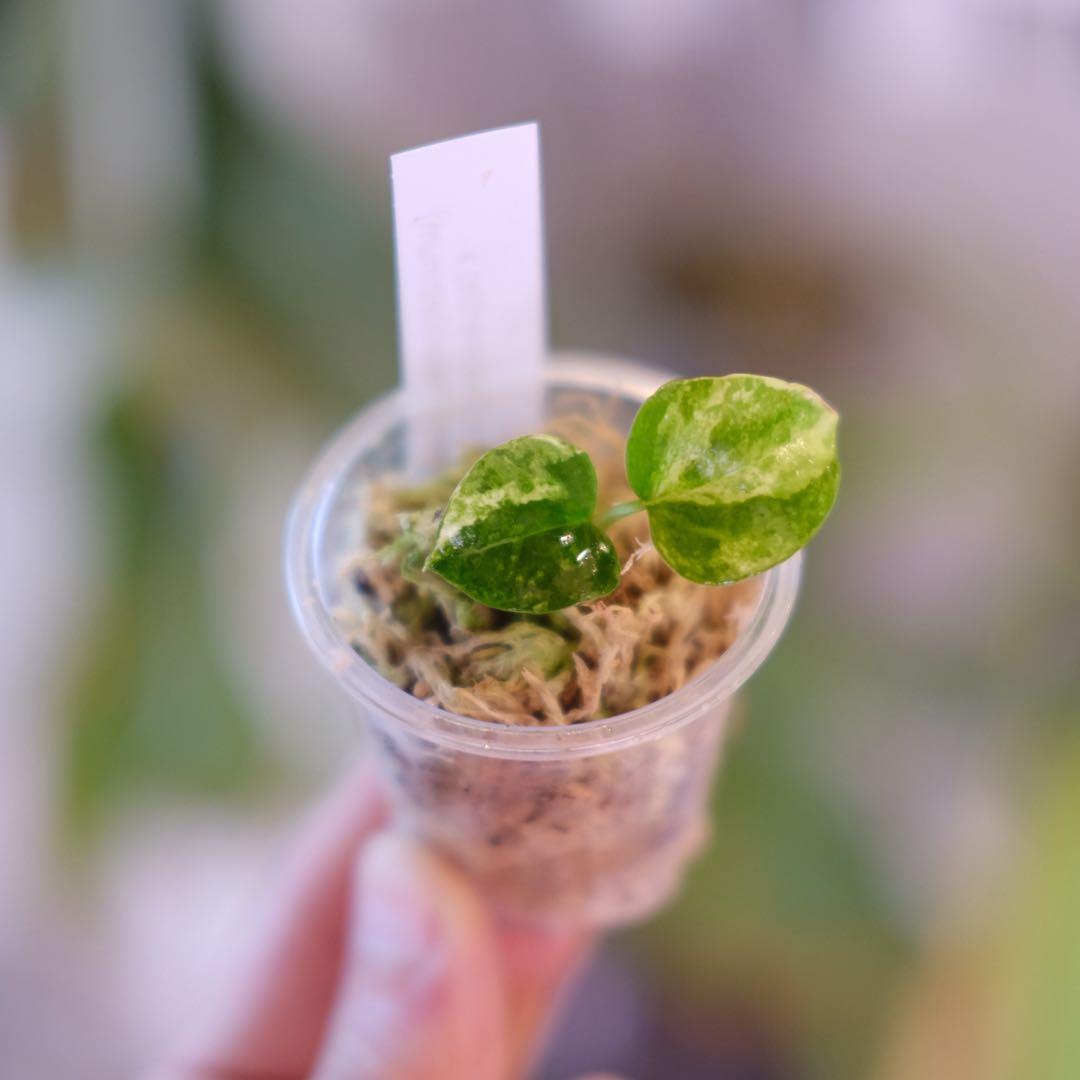 A.(Papi var×Cry marble) × (Besseae×Papi)