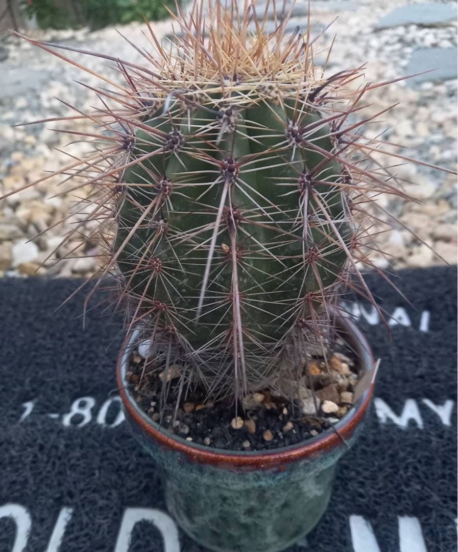 弁慶柱 強刺(長刺)