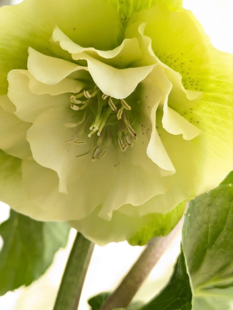 ♡べーしーる様♡