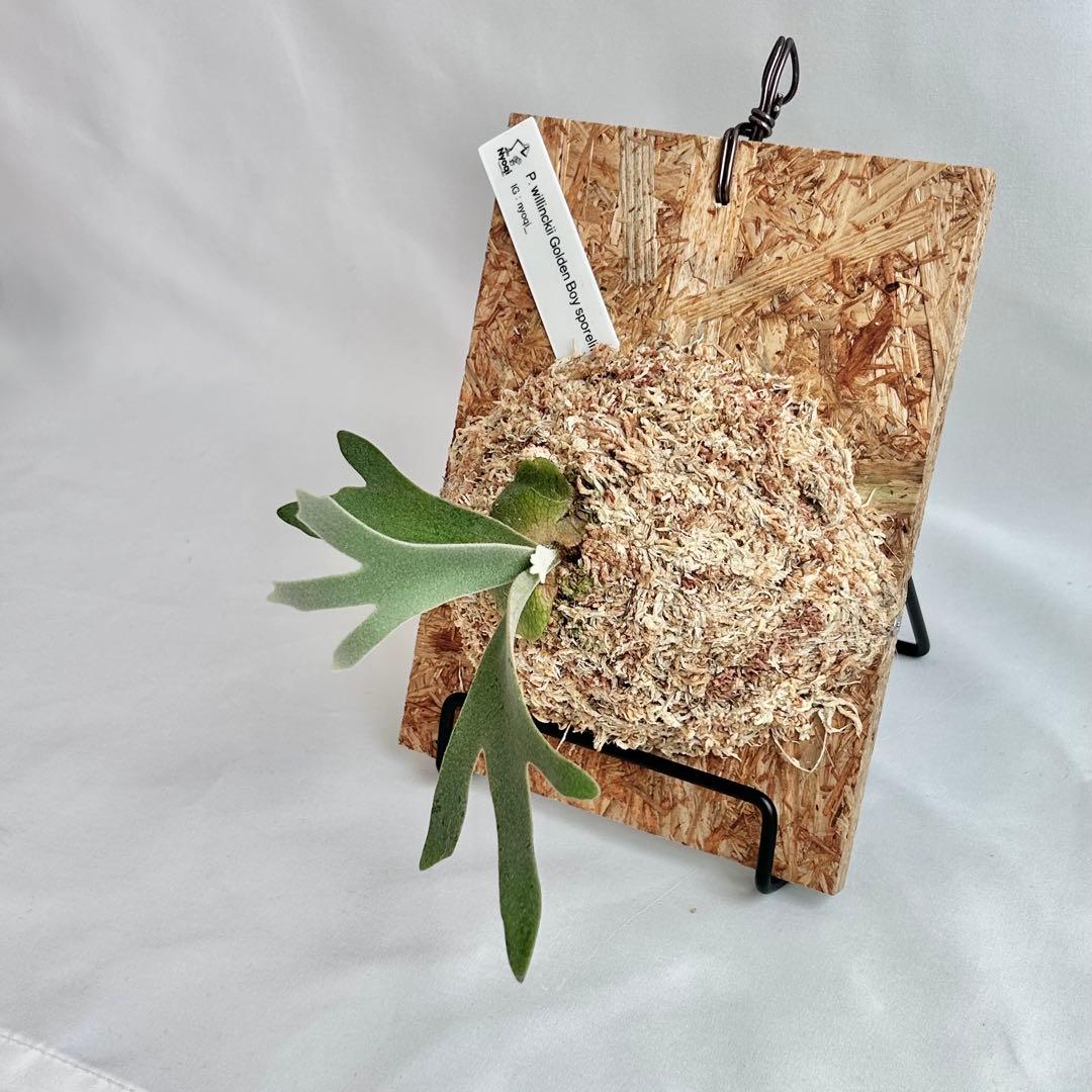 P. wilinckii Golden Boy spore【50】