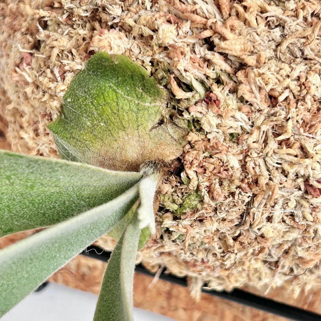 P. wilinckii Golden Boy spore【50】