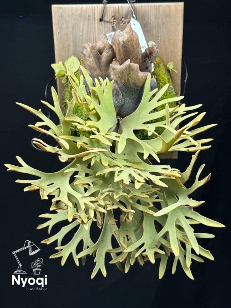 P. wilinckii Golden Boy spore【50】