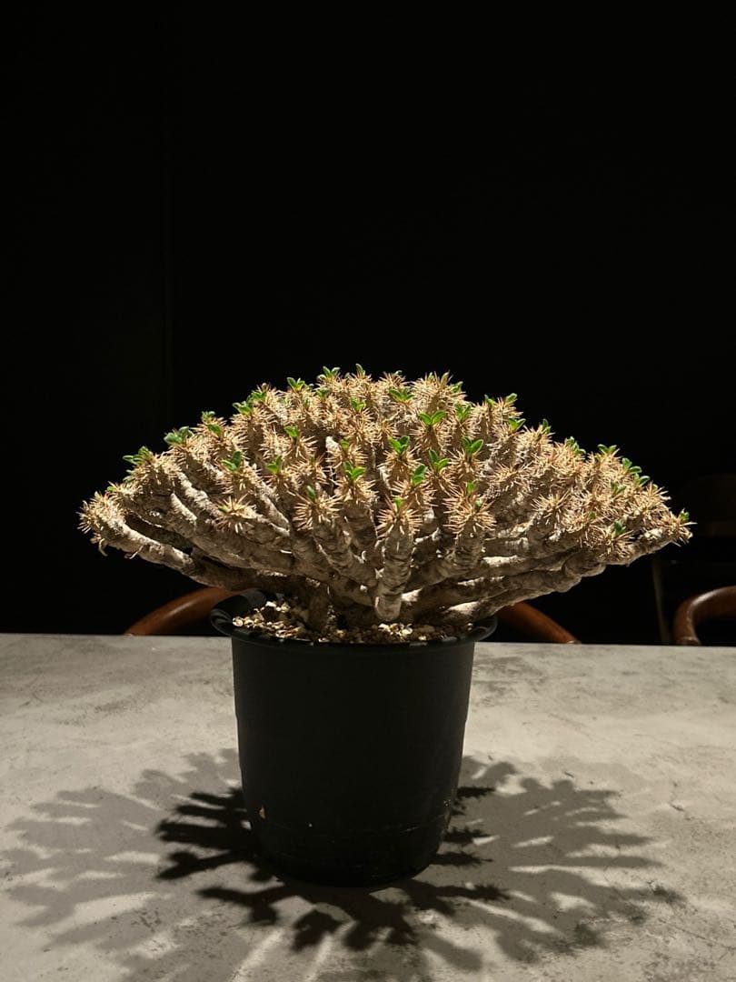 ユーフォルビア　ギラウミニアナ　特大株　現地株　発根済み