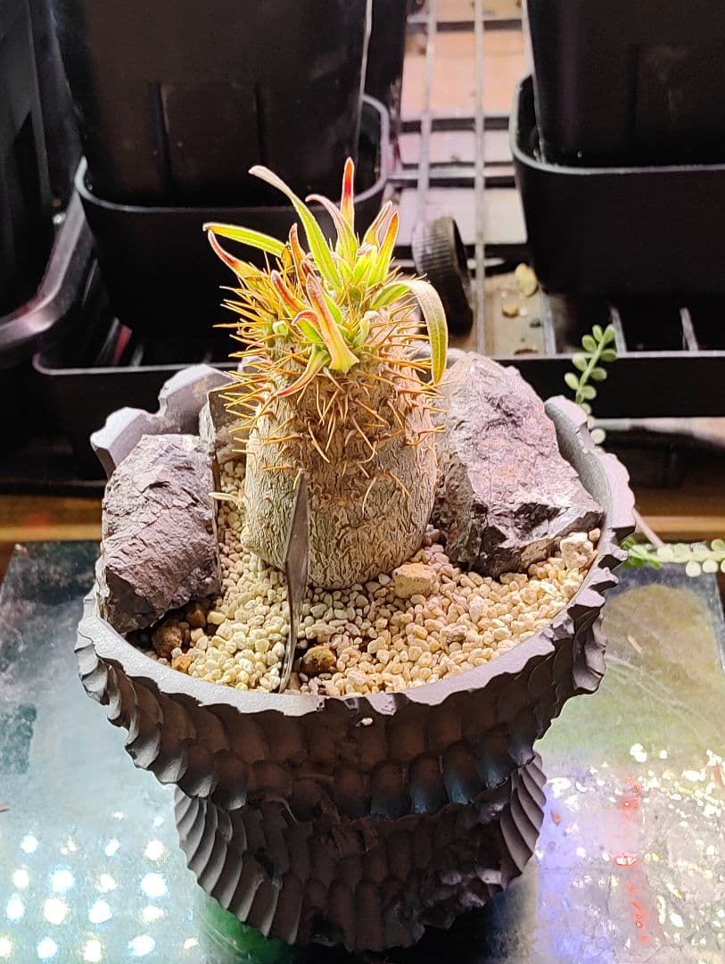 パキポディウム　グラキリス　実生　3年目　良型　ハビタット仕立　鉢付き