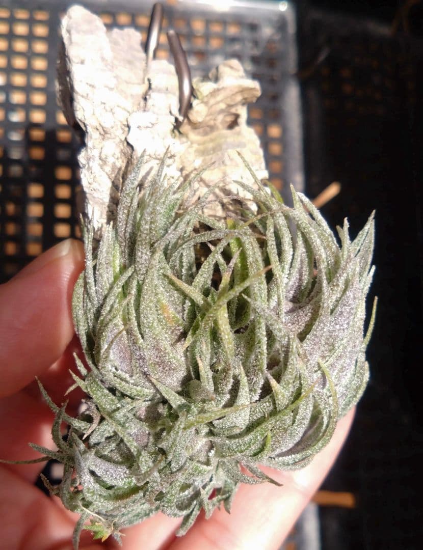 スプレンゲリアナ　クランプ　エアープランツ　チランジア