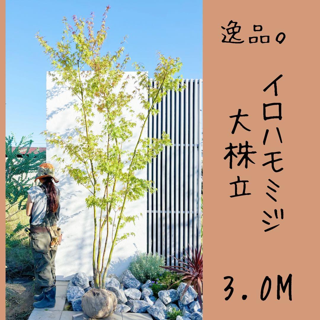 逸品。イロハモミジ大株立ち3.0M(鉢底から)