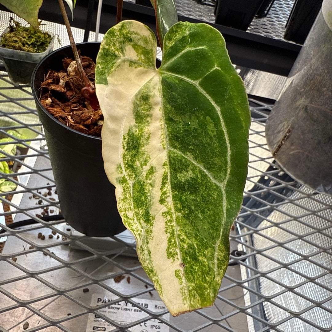 ゆ*き様 アンスリウム クリスタリナム 斑入り