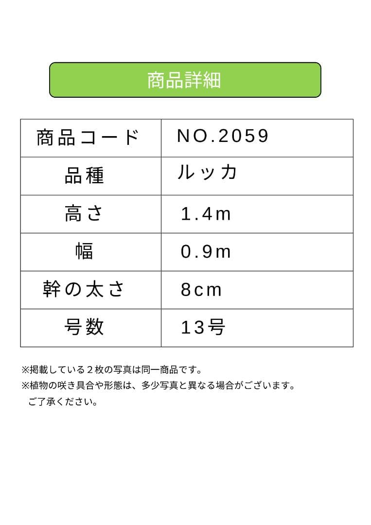 オリーブの木　ルッカ　約140cm　NO.2059　大型　人気品種　現品掲載