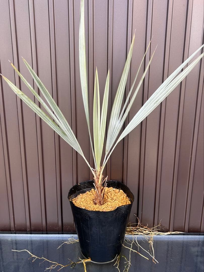 ブラヘア アルマータ K特白個体