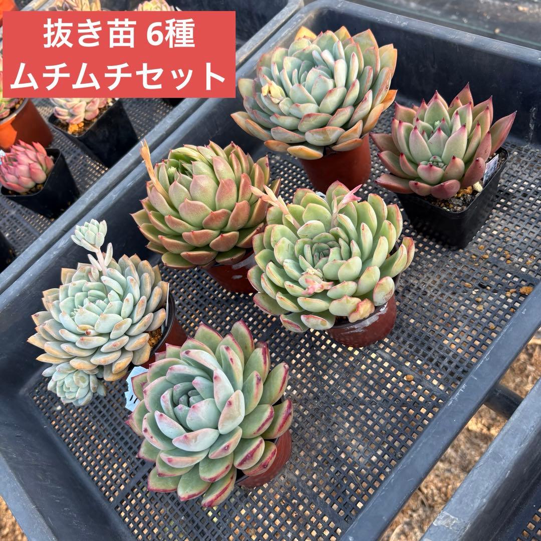 エケベリア 6種 ムチムチセット 抜き苗 多肉植物