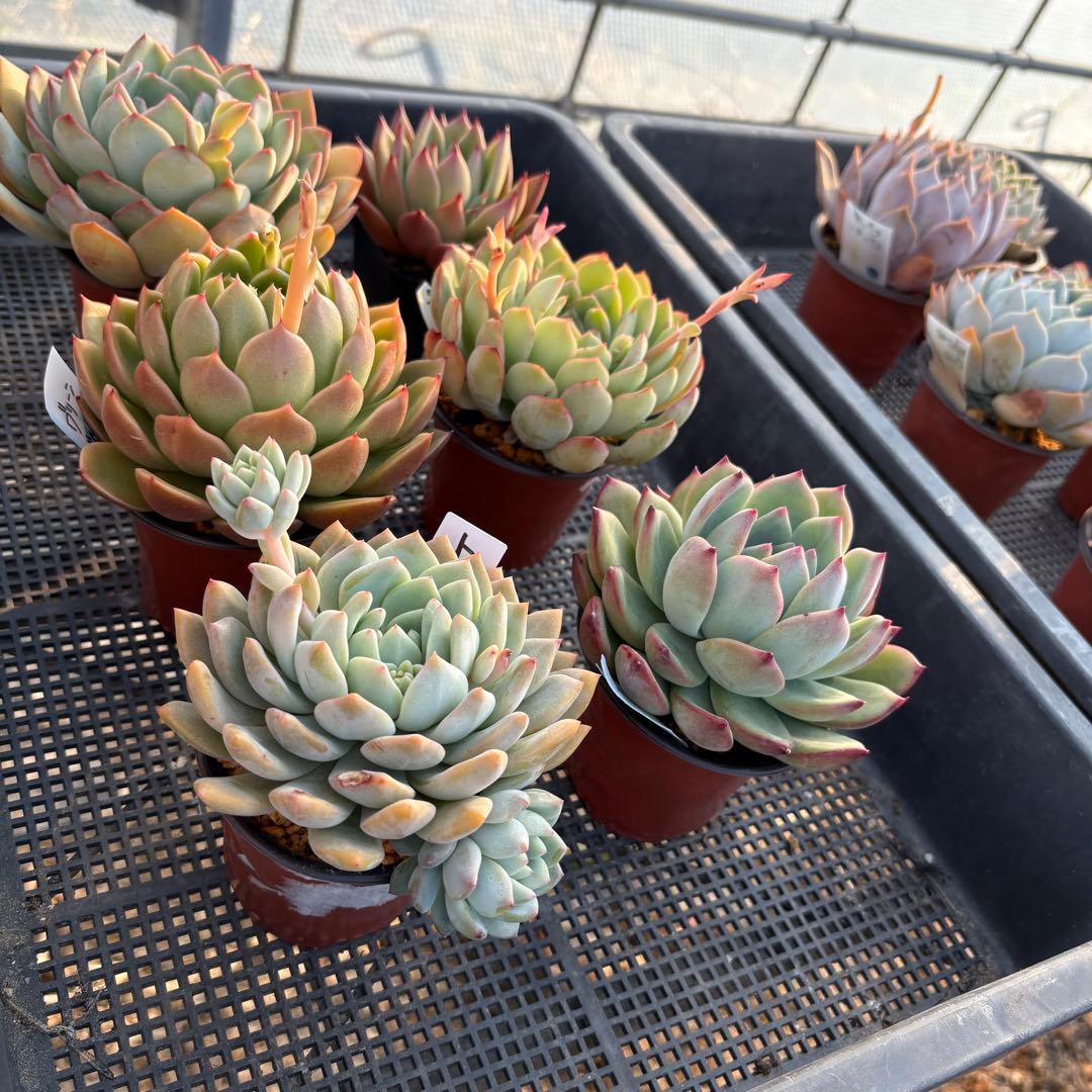 エケベリア 6種 ムチムチセット 抜き苗 多肉植物