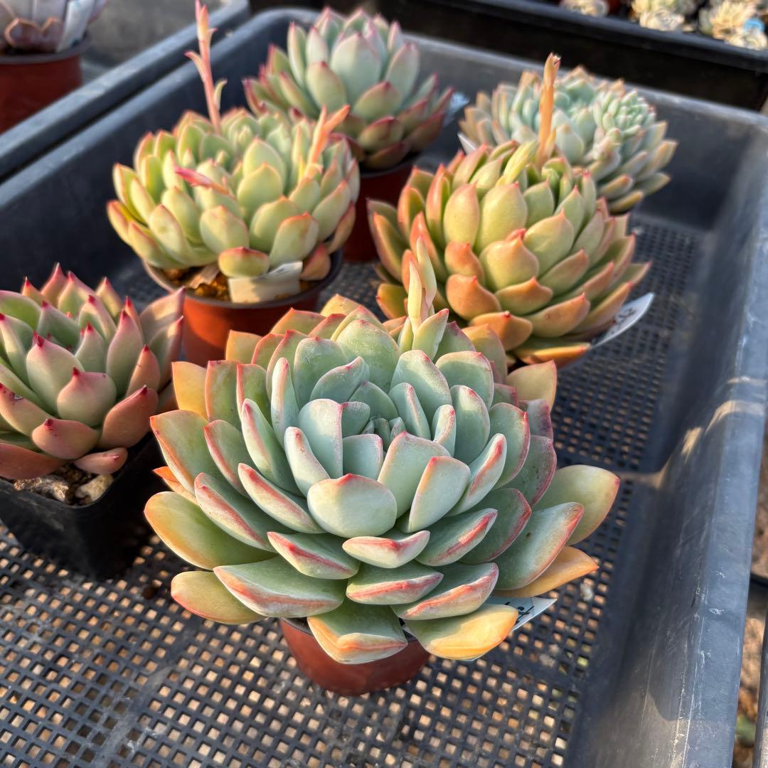 エケベリア 6種 ムチムチセット 抜き苗 多肉植物