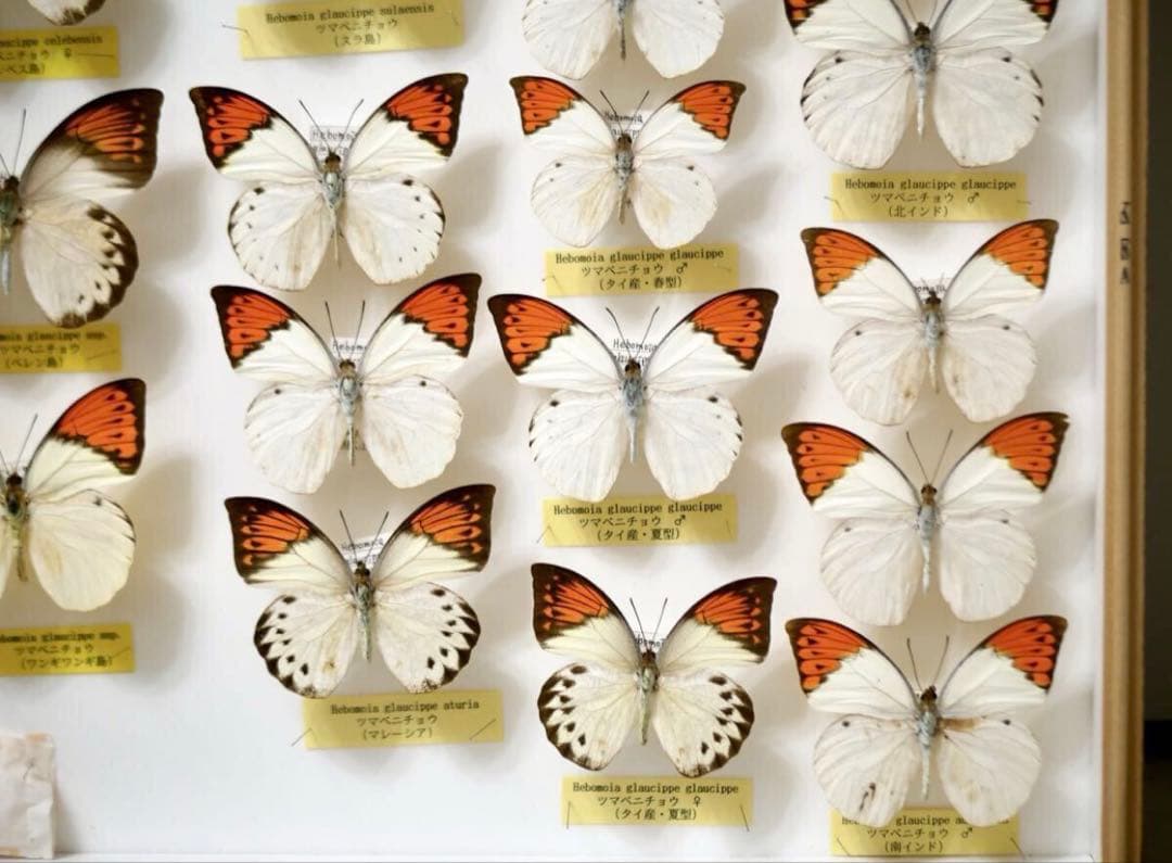 蝶標本 ツマベニチョウ 世界産地別コレクション 研究用 大型ドイツ箱 外国