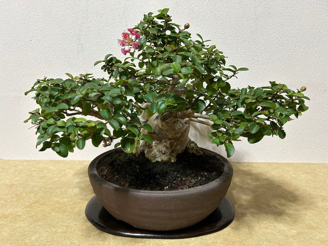 百日紅　小品盆栽