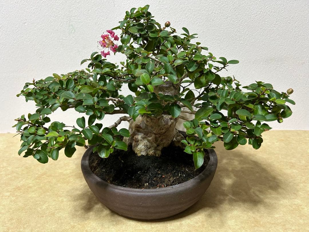 百日紅　小品盆栽