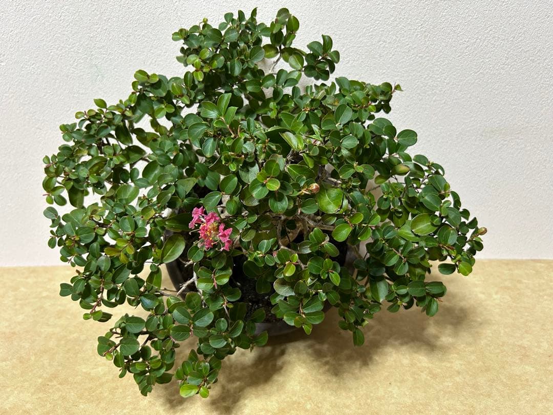 百日紅　小品盆栽