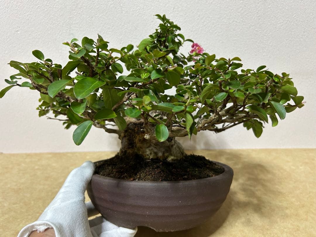 百日紅　小品盆栽