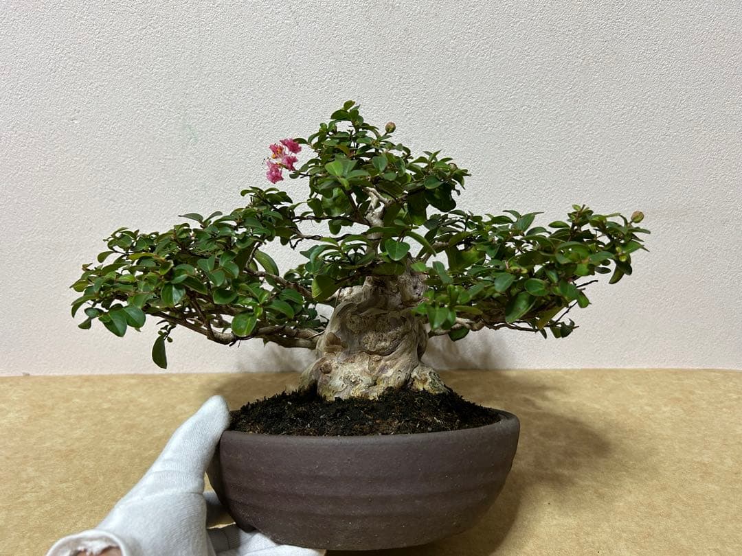 百日紅　小品盆栽