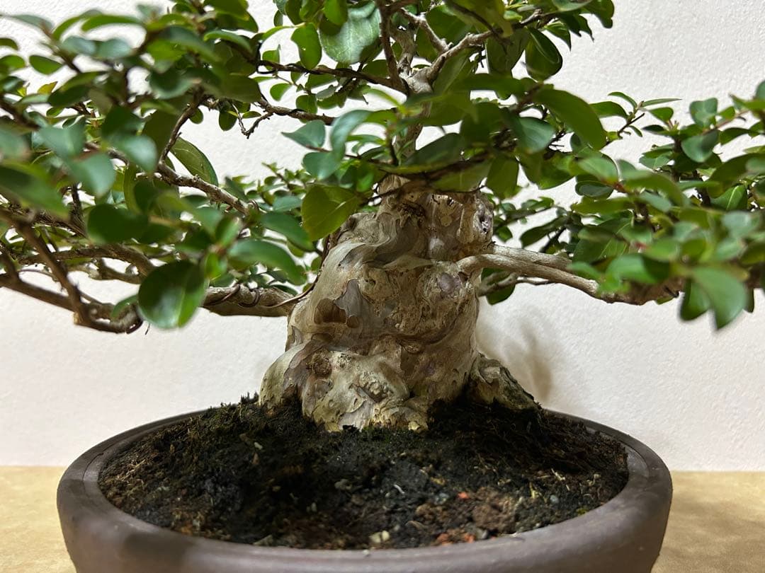 百日紅　小品盆栽