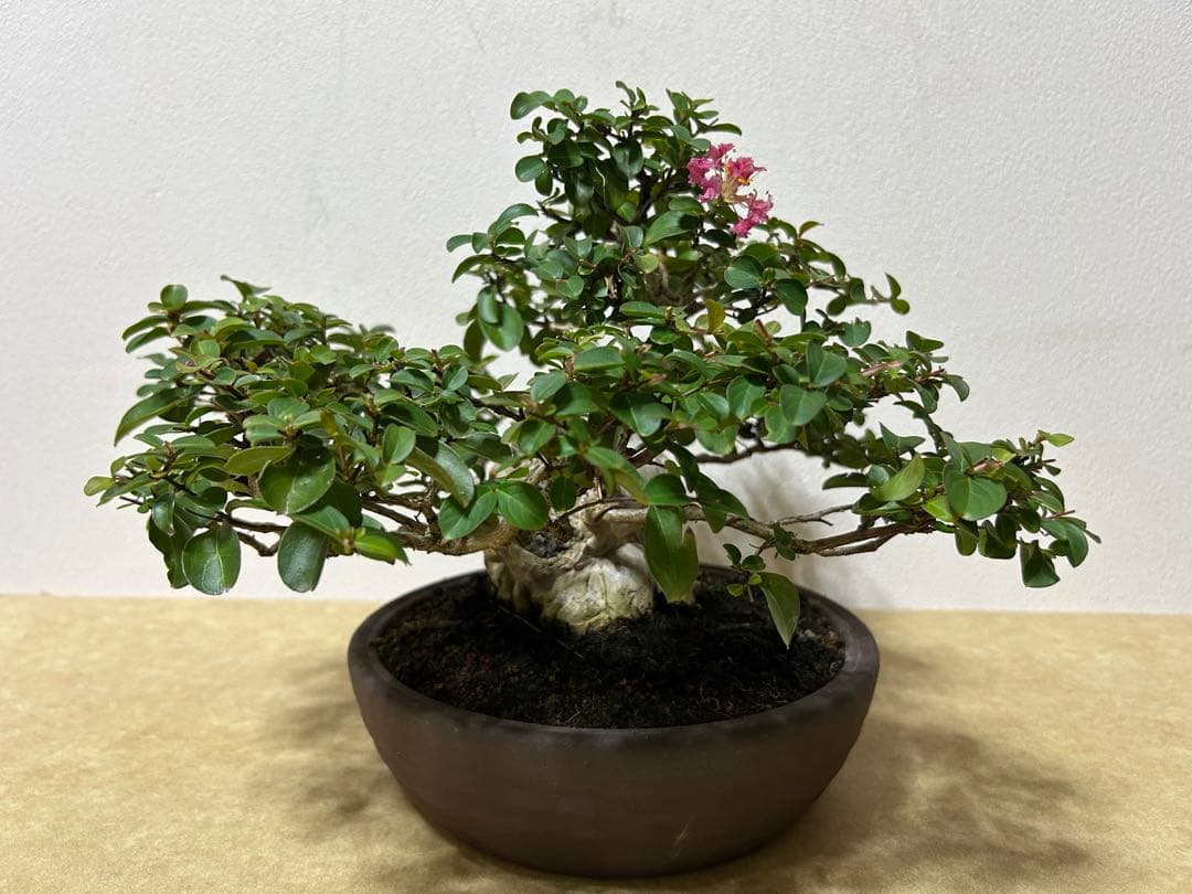 百日紅　小品盆栽