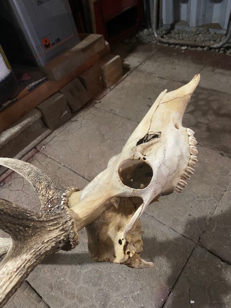 ゲ*キ様 蝦夷鹿hunting trophy（deer skull）