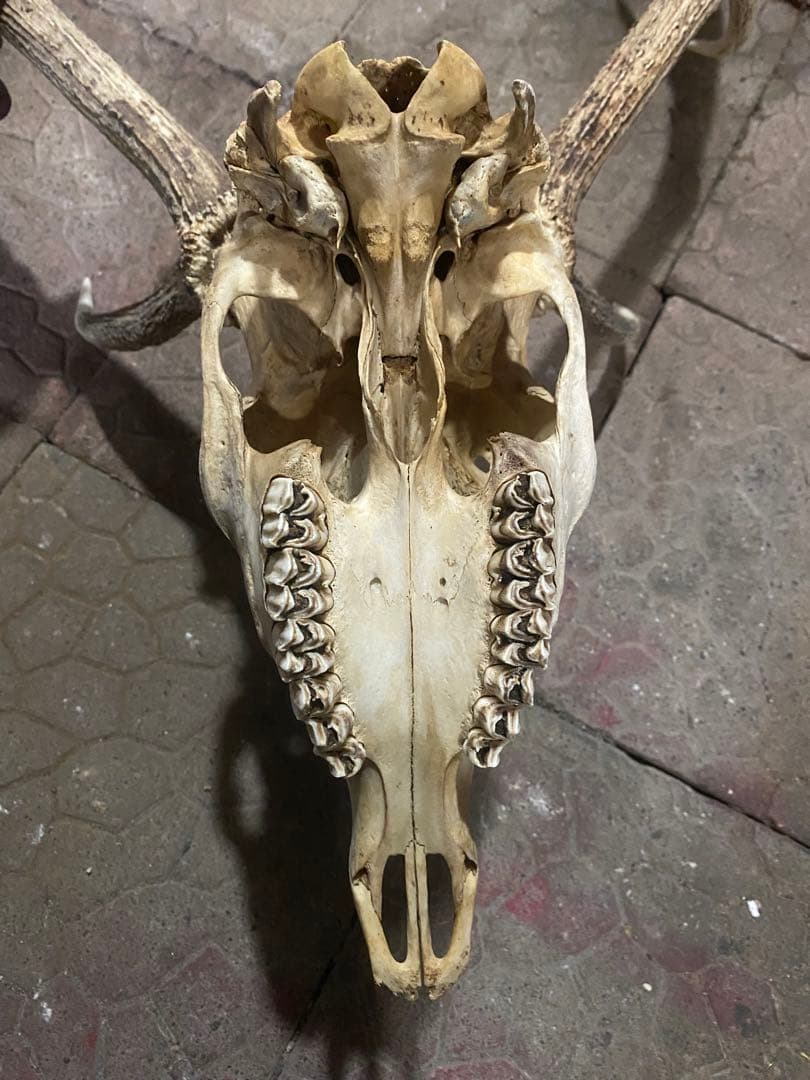 ゲ*キ様 蝦夷鹿hunting trophy（deer skull）