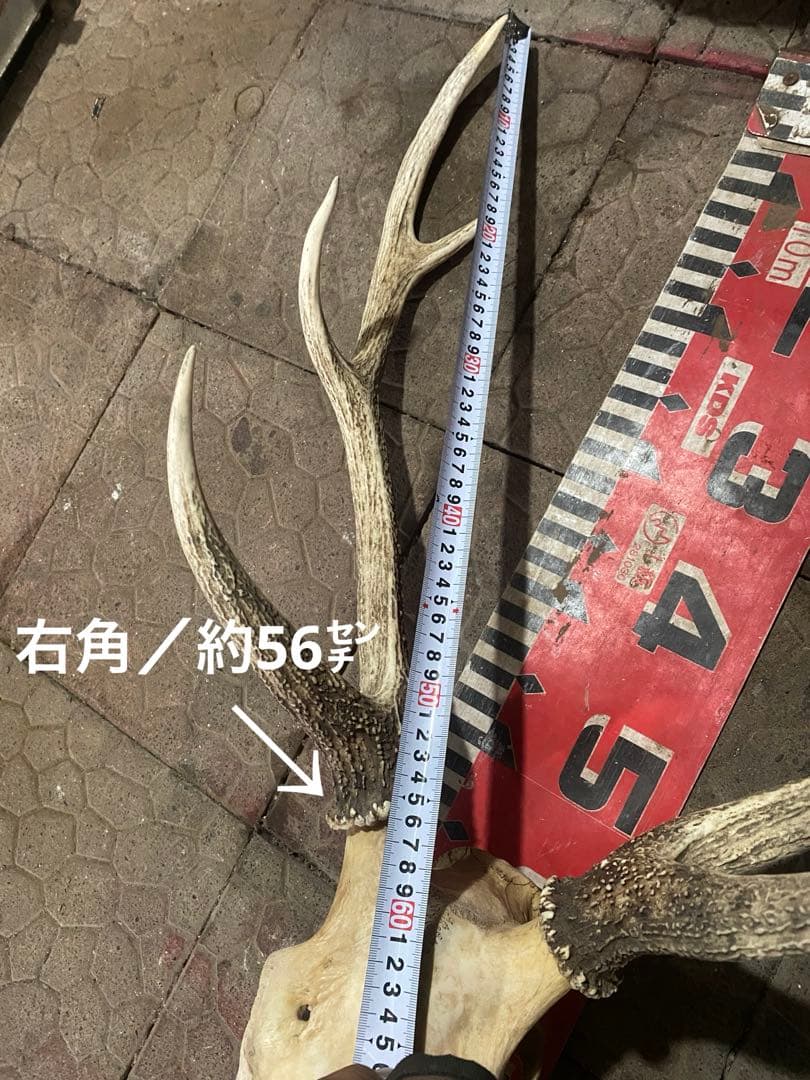 ゲ*キ様 蝦夷鹿hunting trophy（deer skull）