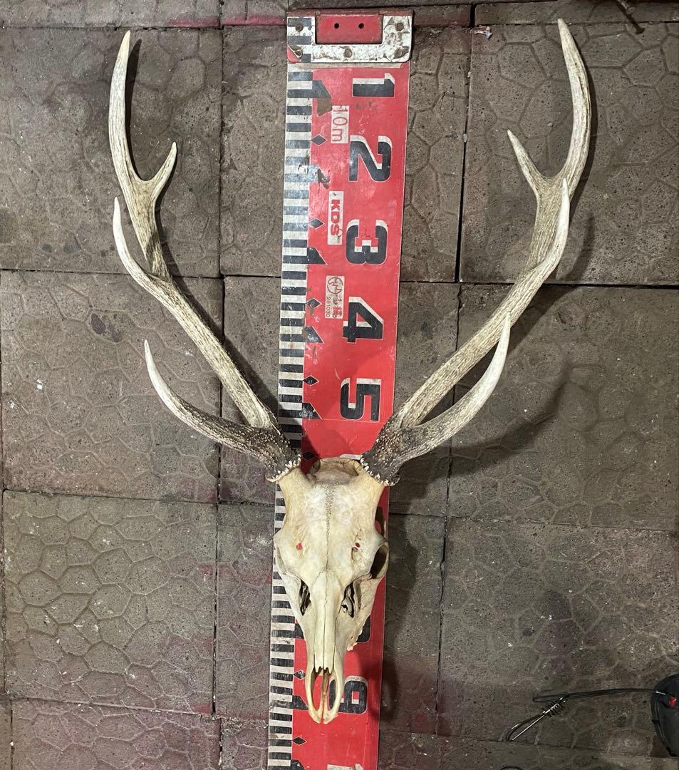 ゲ*キ様 蝦夷鹿hunting trophy（deer skull）