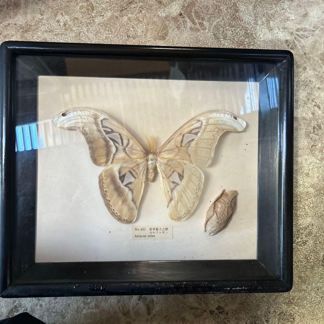 世界最大の蝶 標本 ヨナグニサン Attacus atlas 交渉可能