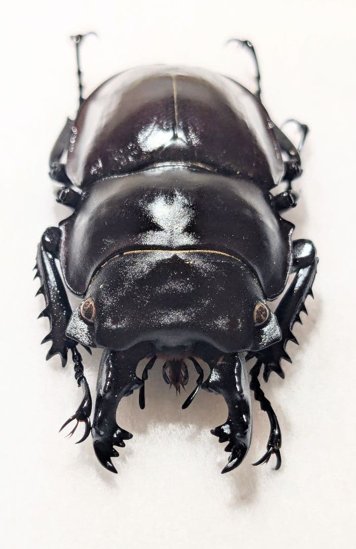 西表　ヤエヤマ　マルバネ