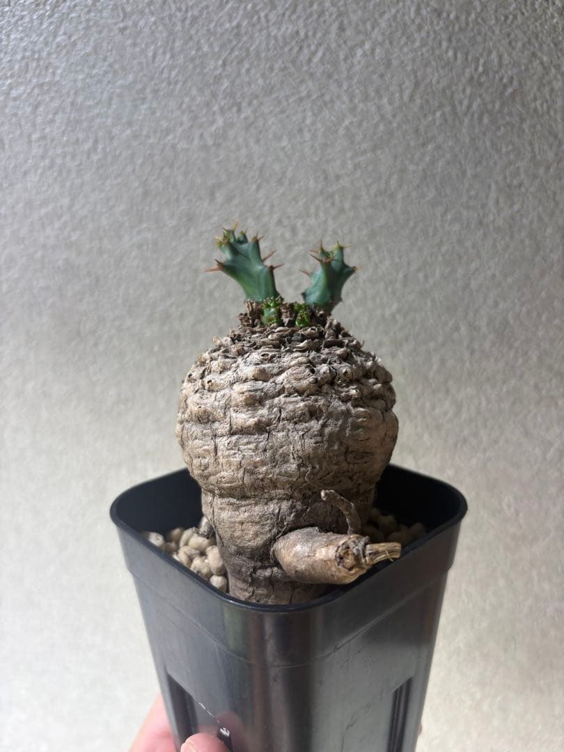 ユーフォルビア　クラビゲラ　現地株　発根済み　コンパクト良型