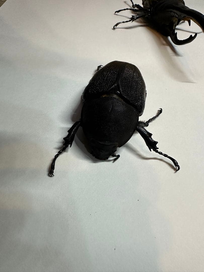 大型　ヘラクレスオオカブト　標本用　乾燥済み　自由研究