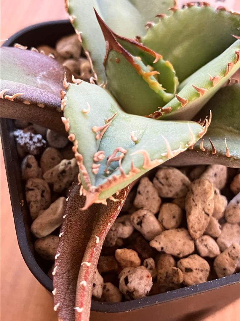 サービス品【鉢ごと発送】活着　ぶつぶつ　アガベ　鰐亀　ワニガメ　TC 上澳園芸