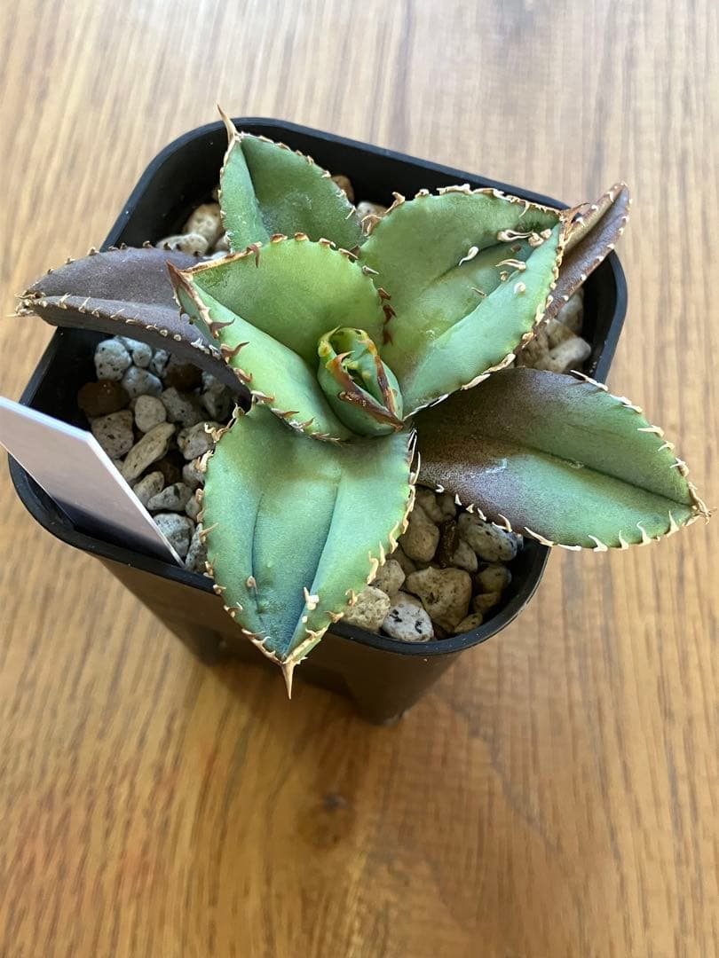 サービス品【鉢ごと発送】活着　ぶつぶつ　アガベ　鰐亀　ワニガメ　TC 上澳園芸