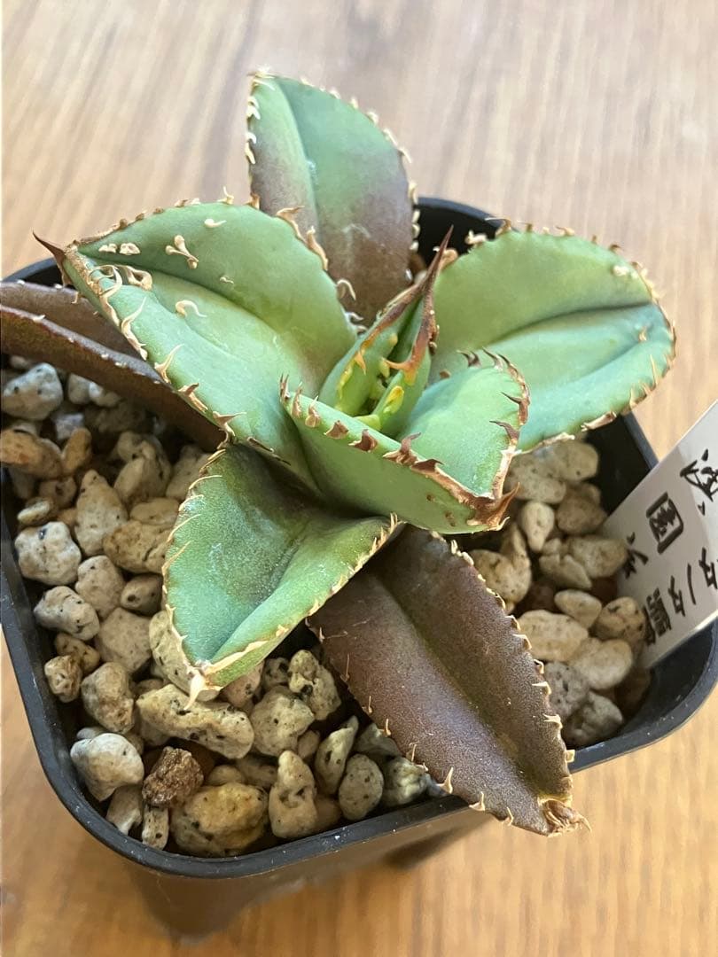 サービス品【鉢ごと発送】活着　ぶつぶつ　アガベ　鰐亀　ワニガメ　TC 上澳園芸