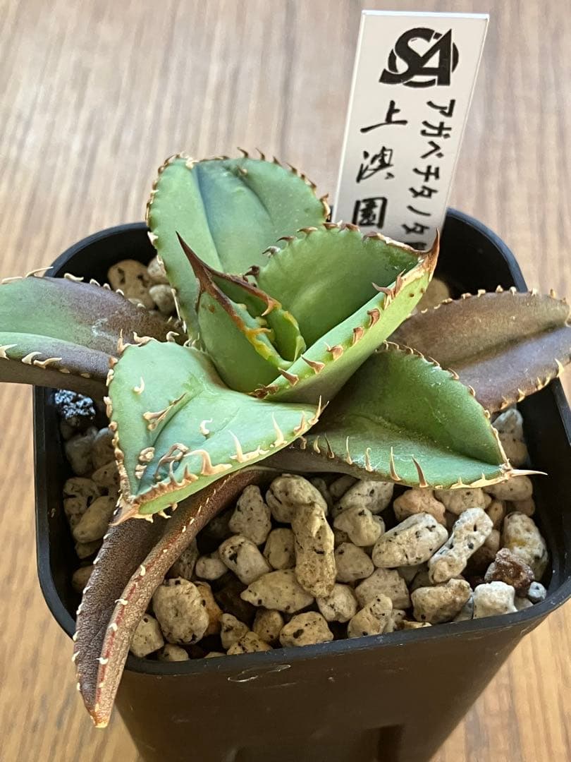 サービス品【鉢ごと発送】活着　ぶつぶつ　アガベ　鰐亀　ワニガメ　TC 上澳園芸