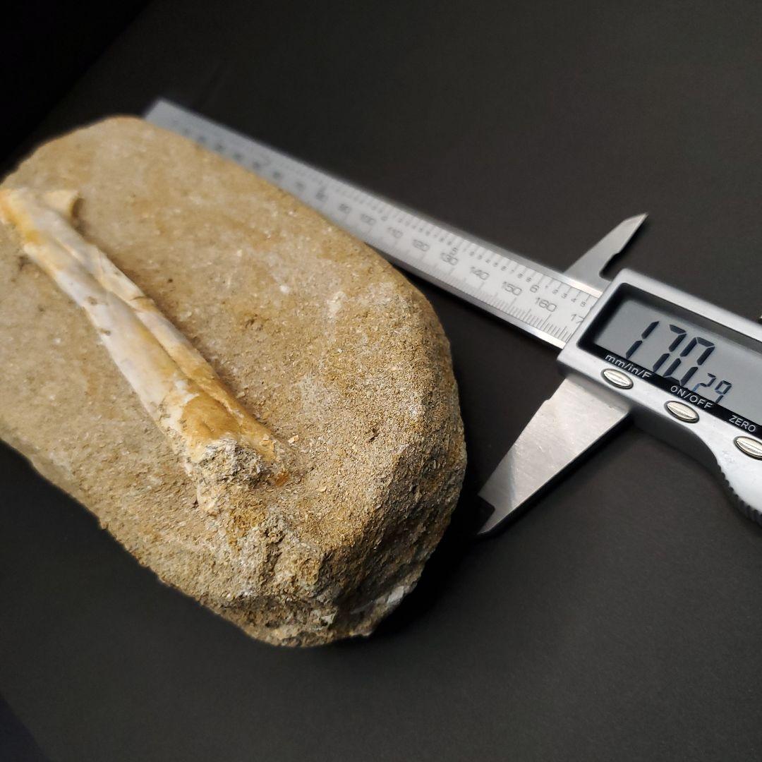 希少 アルシオーネ 骨 化石 本物 モロッコ産 170.29mm yk8