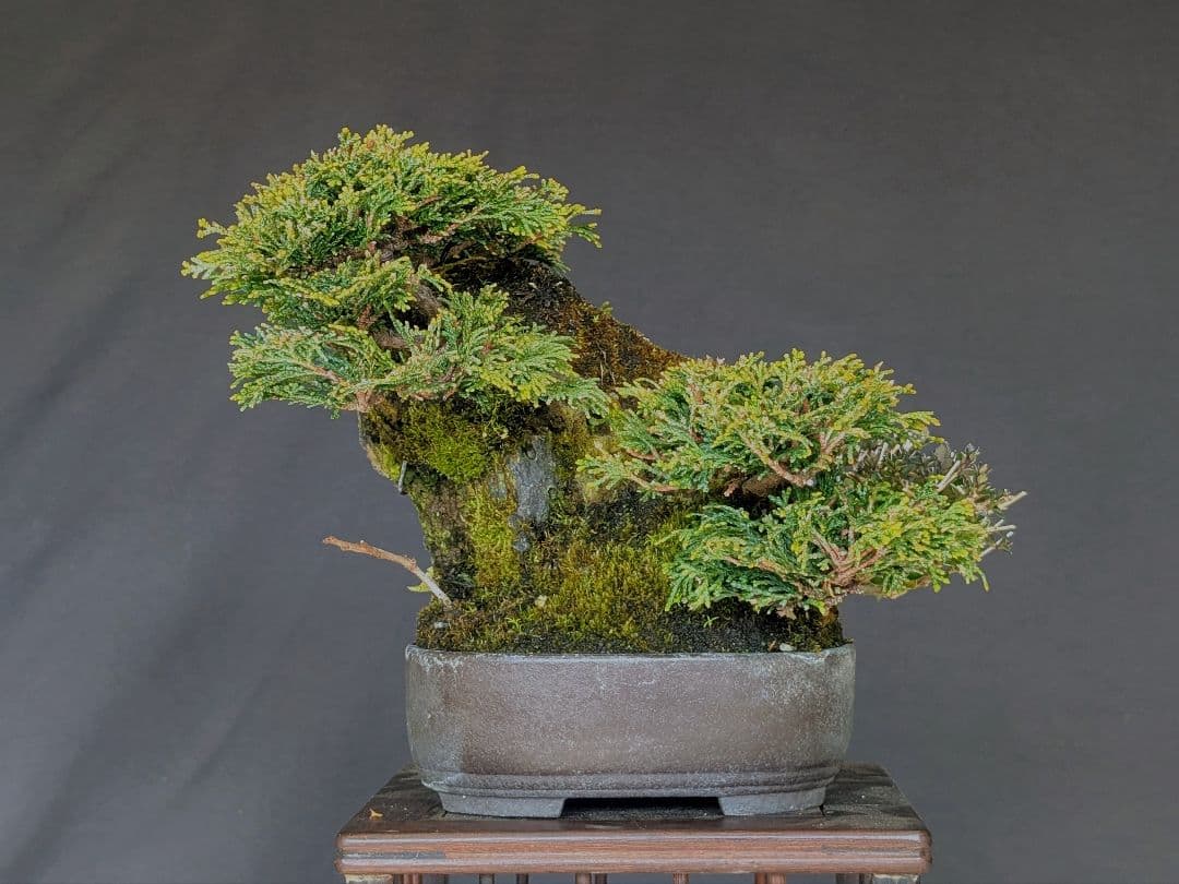 津山ヒノキ　石付き　3本　小品盆栽　中品盆栽