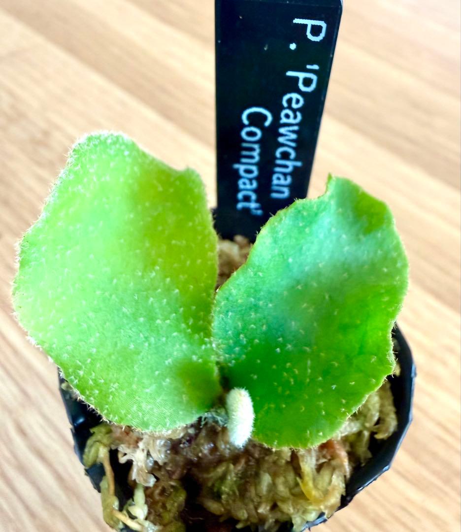 ビカクシダ　セット　マダガスカリエンセ　リドレイ　ドワーフなど