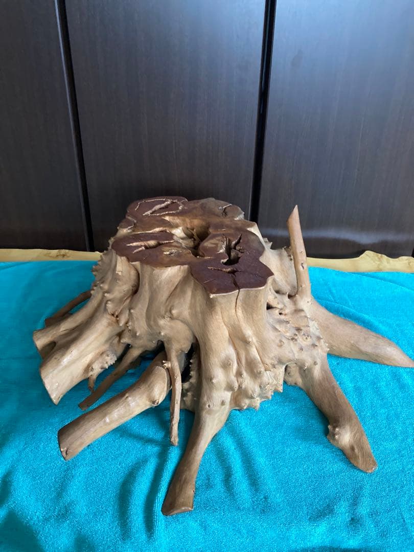 輪切　サビタ根　オブジェ