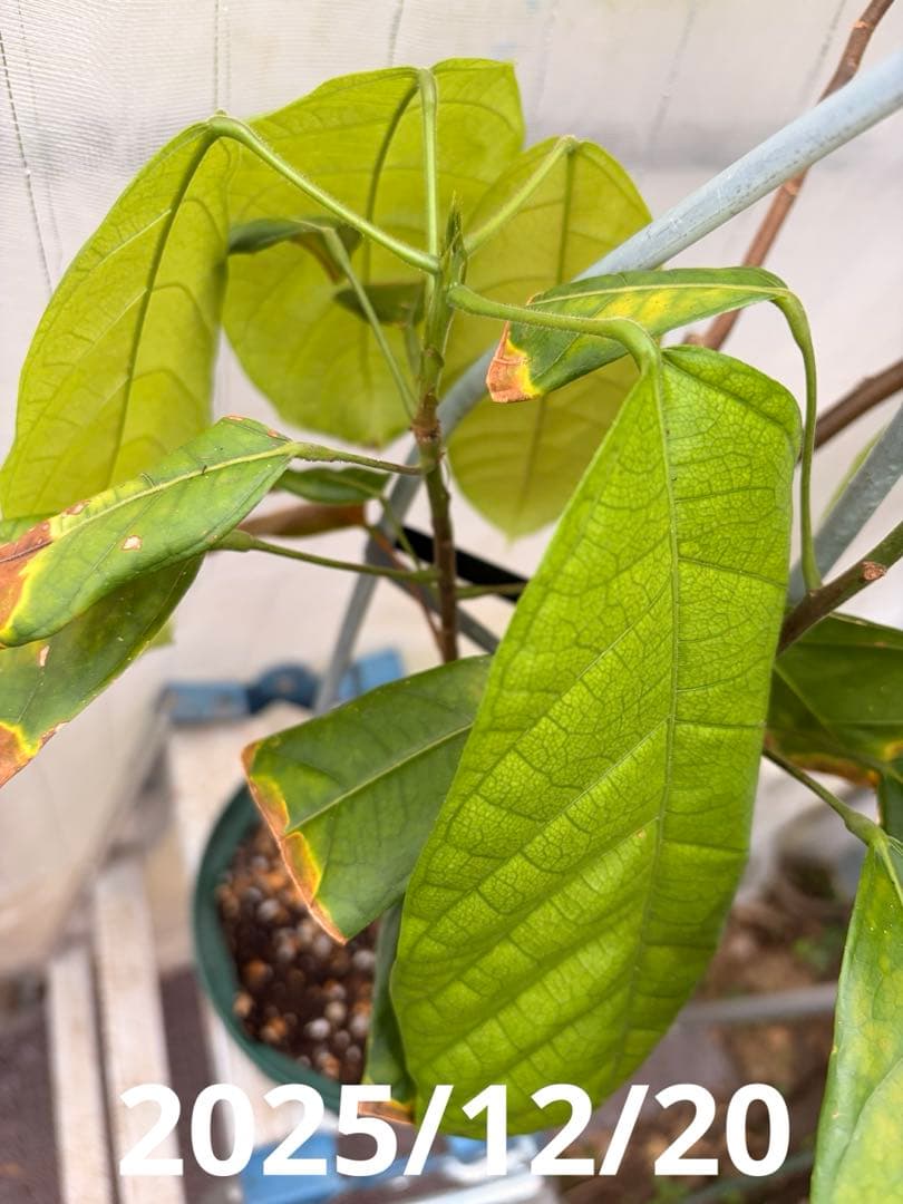 大株カカオ苗 ナシオナル(アリバ)種 取り木苗