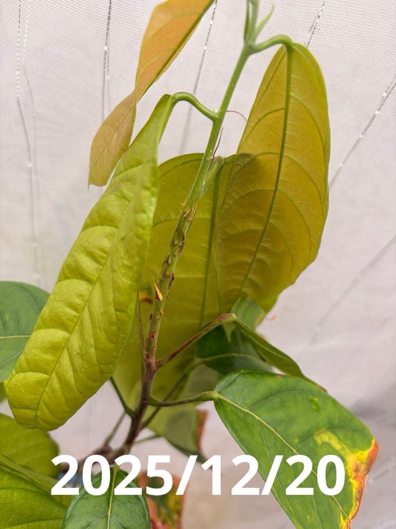 大株カカオ苗 ナシオナル(アリバ)種 取り木苗