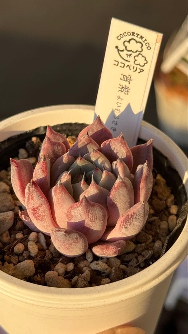 多肉植物　ココベリア命名苗　宵紫　札付き　メルカリ便