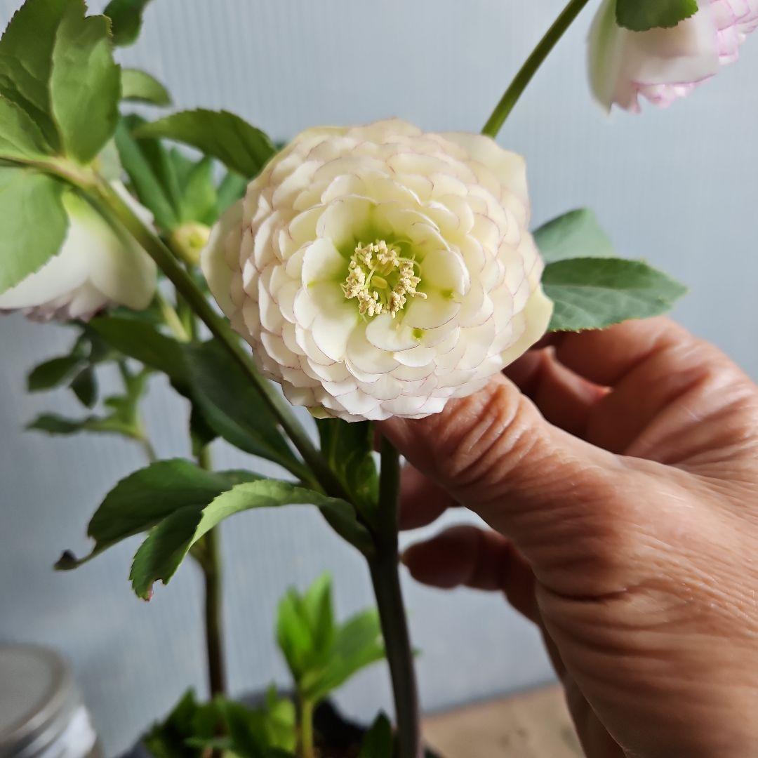 ㉖-503クリスマスローズ