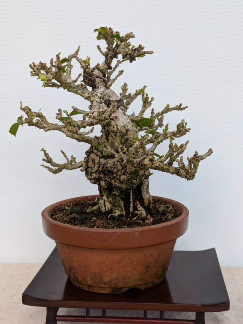 盆栽 オオハマボウ(ゆうな)