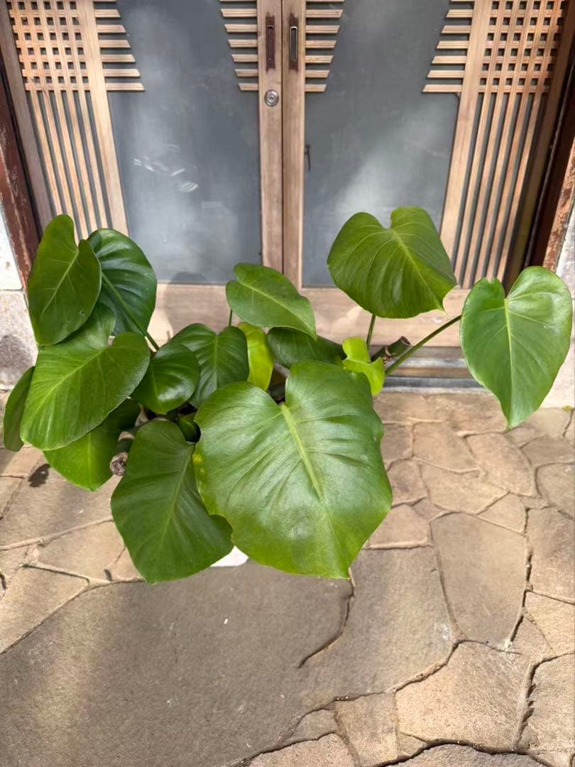 モンスター　特大株　抜き苗発送