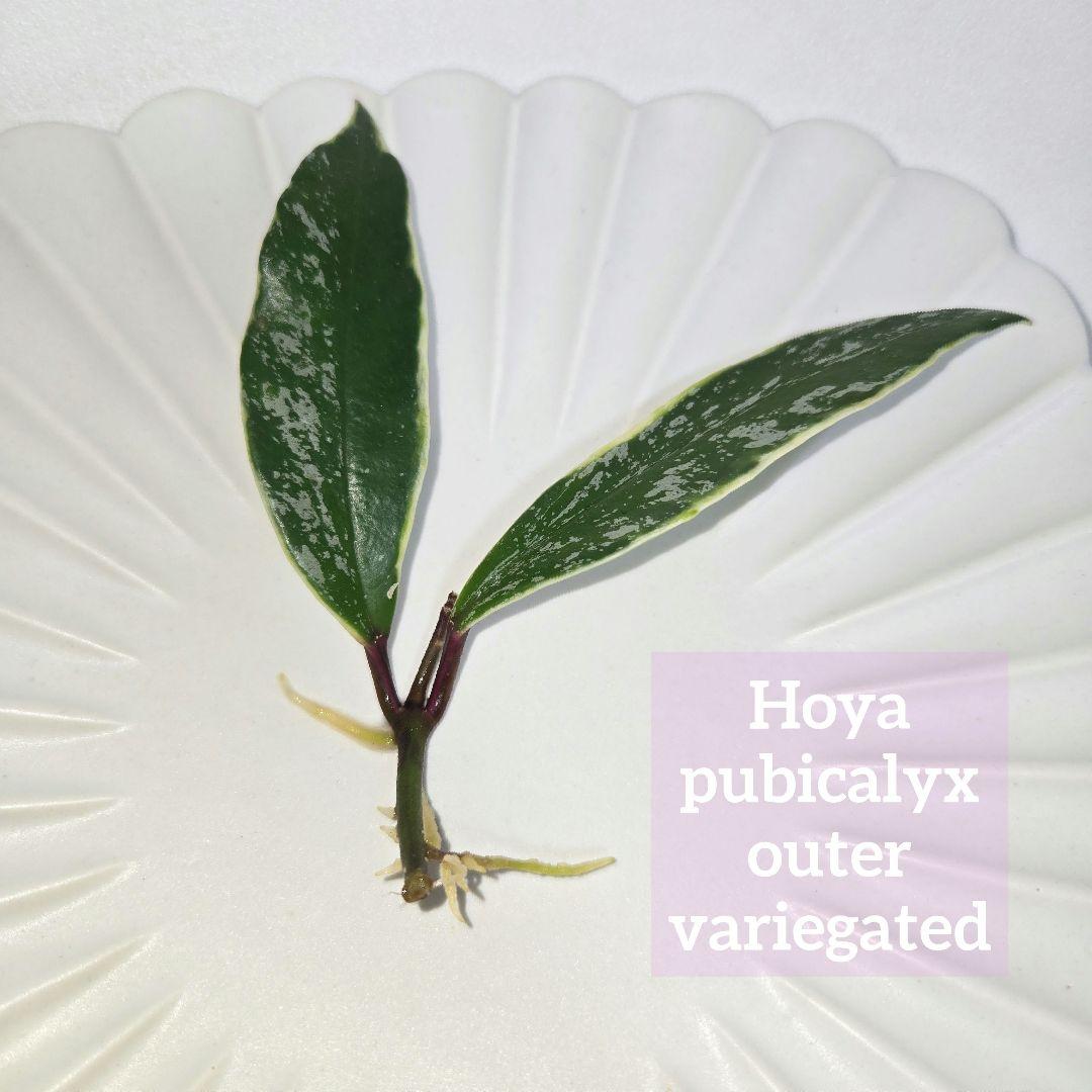 その他観葉植物 Hoya pubicalyx outer variegated