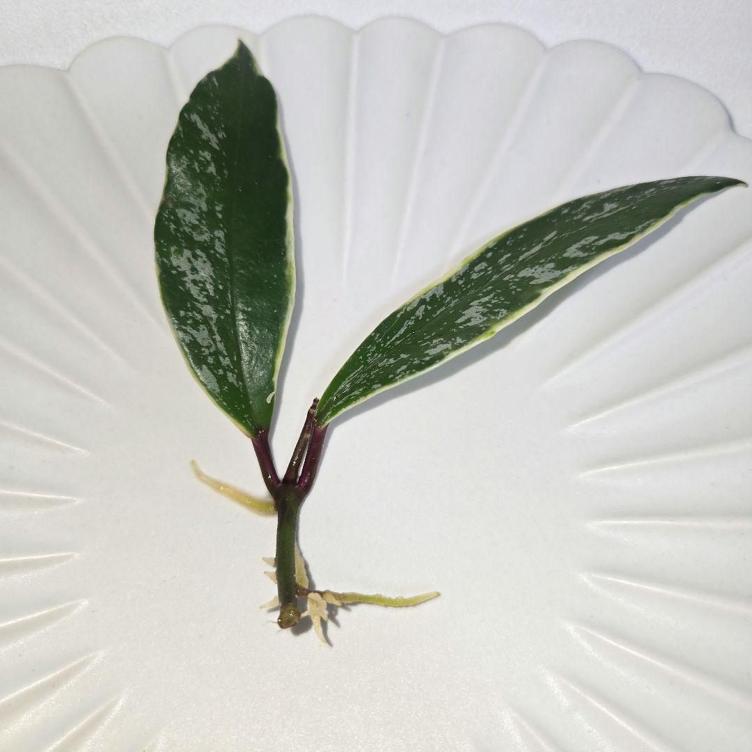 その他観葉植物 Hoya pubicalyx outer variegated